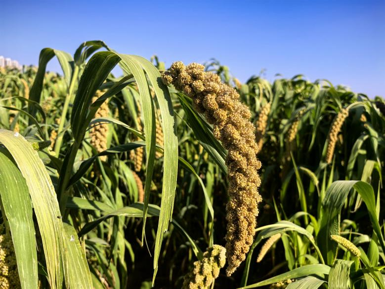 科技添彩生態(tài)田 永定河畔慶豐收——永定三生·農(nóng)谷繪就秋分豐收?qǐng)D景