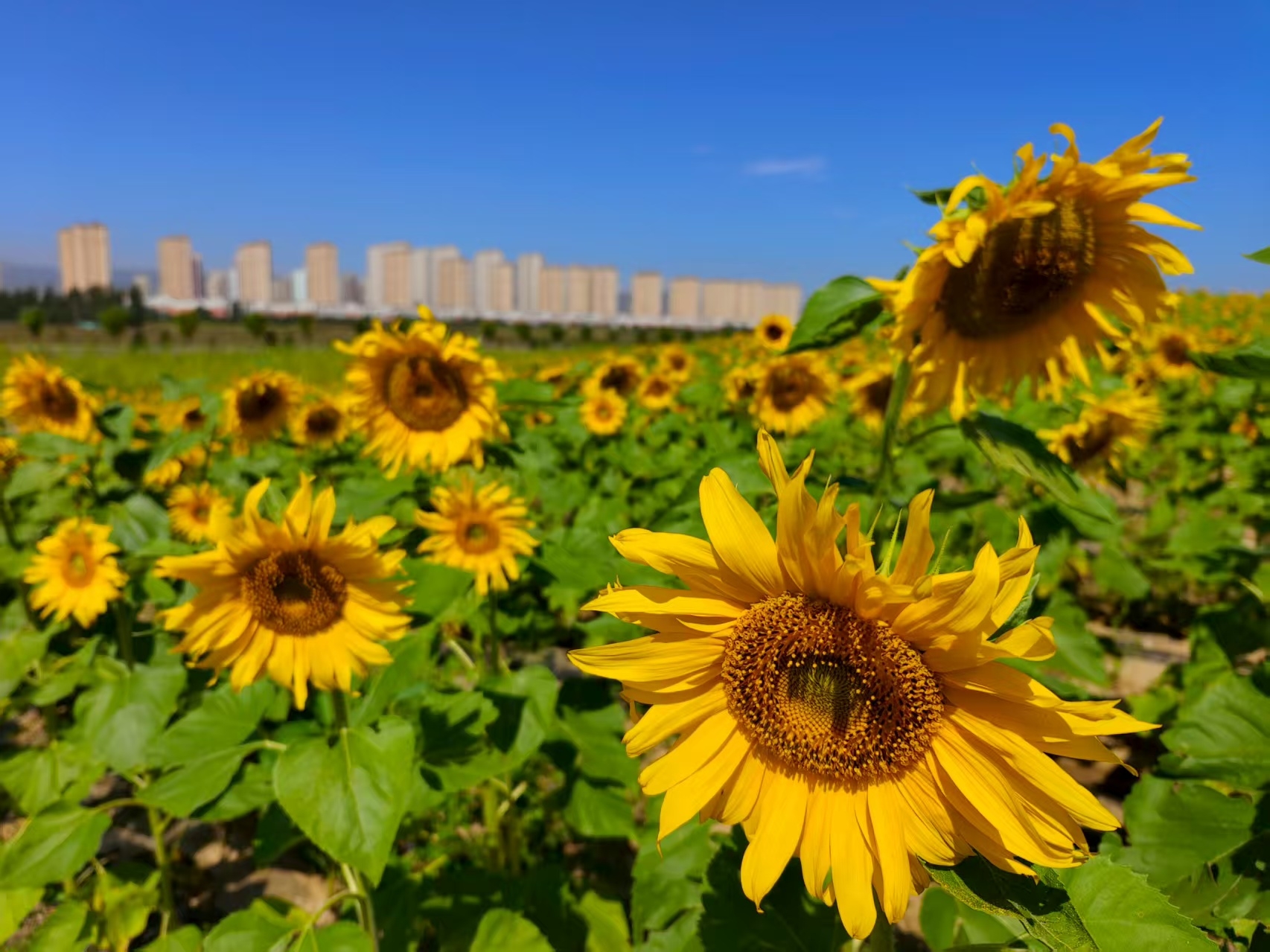 科技添彩生態(tài)田 永定河畔慶豐收——永定三生·農(nóng)谷繪就秋分豐收?qǐng)D景