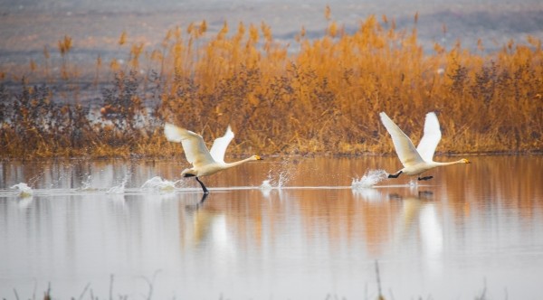 白天鵝落戶桑干河